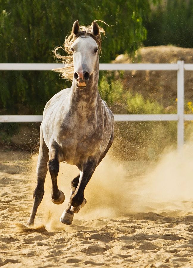 Фотография Happy Horse. Канон лошадь. Почему именно конь