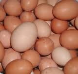 benefits of brown eggs in urdu