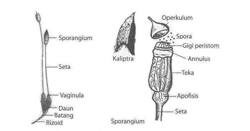 Bahan Ajar Lumut  Daun  Bryopsida Pak Pandani Belajar 