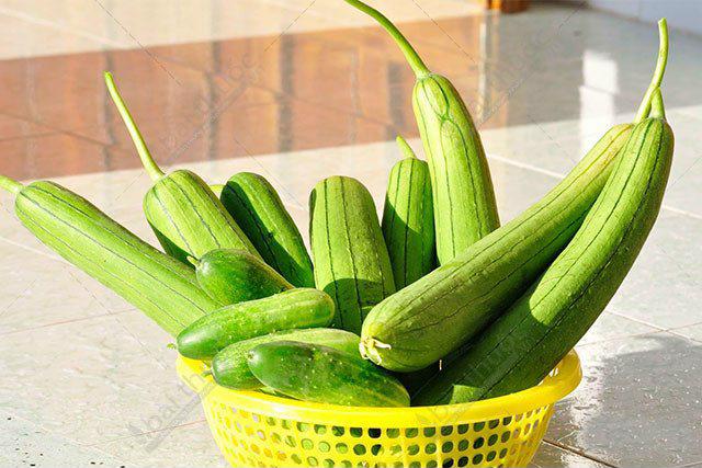 Bài thuốc dân gian: Thanh nhiệt hoá đàm bằng quả mướp Bài thuốc dân gian: Thanh nhiệt hoá đàm bằng quả mướp