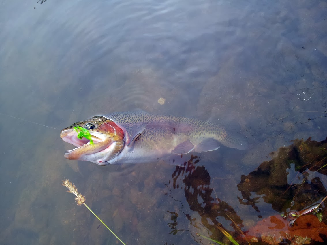 four seasons angling club Pay Trout Ponds