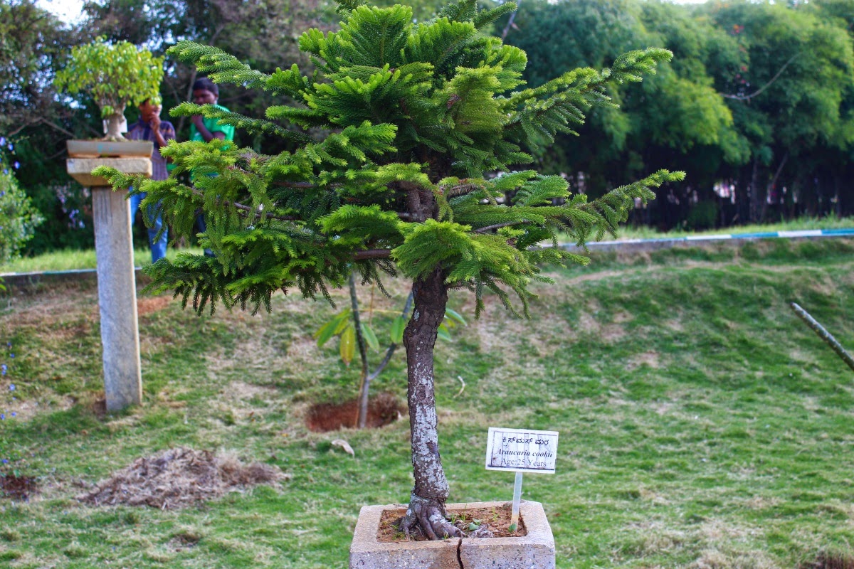 Journeys across Karnataka Bonsai Garden at Lalbagh