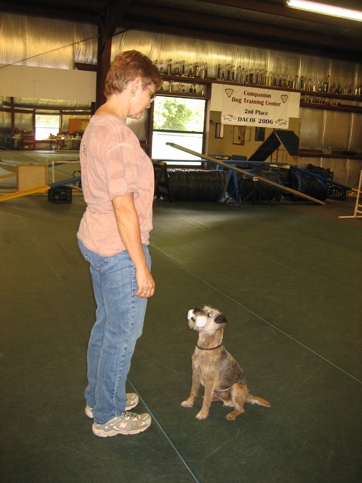companion dog training Dog Training
