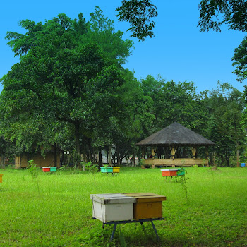 Berburu Madu di Taman Wisata Lebah Madu Pramuka - Cibubur