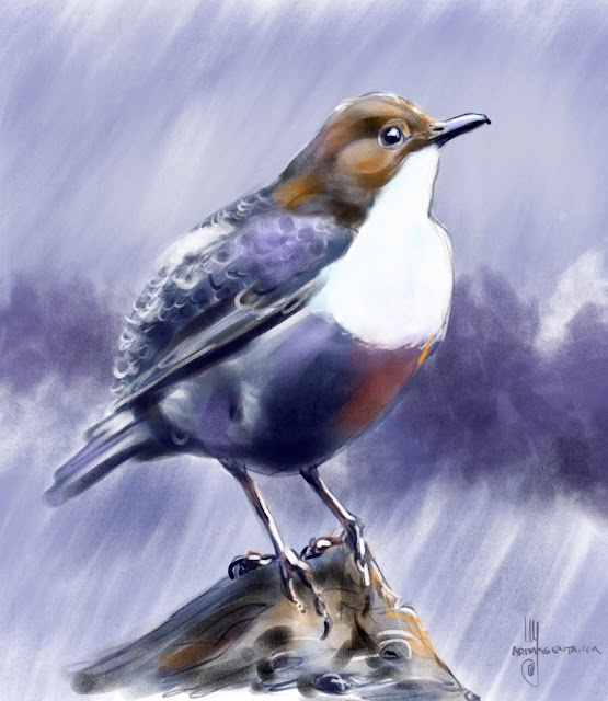 White-throated Dipper bird painting by Artmagenta