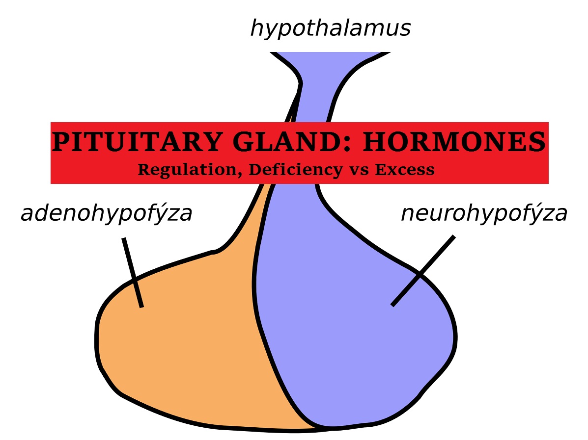 PituitaryGlandHormonesFunctionsExcessLack