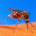 How Mosquitoes Are Drawn To Human Skin And Breath