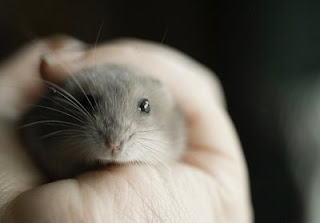 Cute Hamster: Winter White