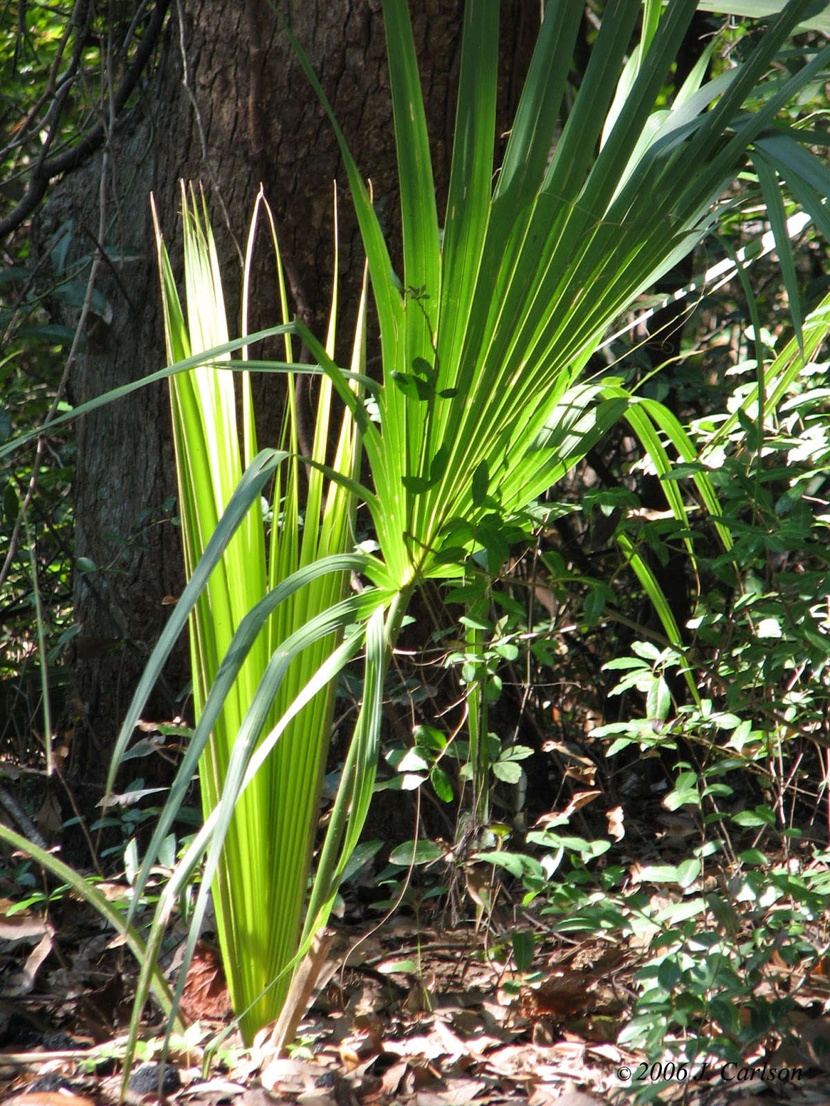 Natureinverse Palmetto Palm Seedling
