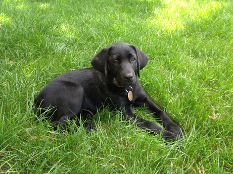 Labra'cadabra : Yuka & Kira, chiennes-guides: La genèse d'un futur ...