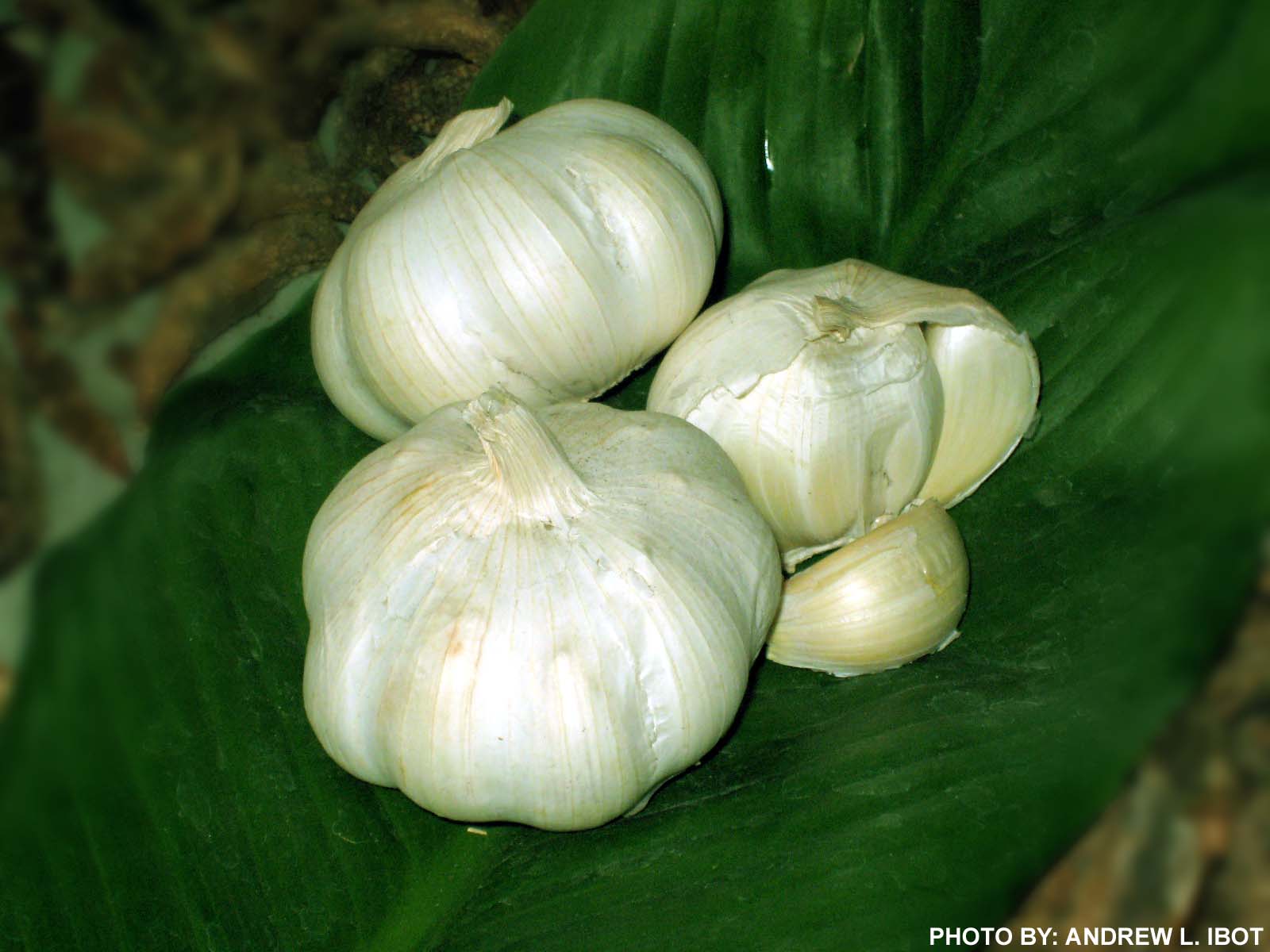 Ako si ANDREW IBOT! Bawang ( Garlic ) Halamang Gamot / Herbal Medicine