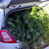 ROBA UN COCHE DE LA GUARDIA CIVIL PARA TRASLADAR SU COSECHA DE MARIHUANA