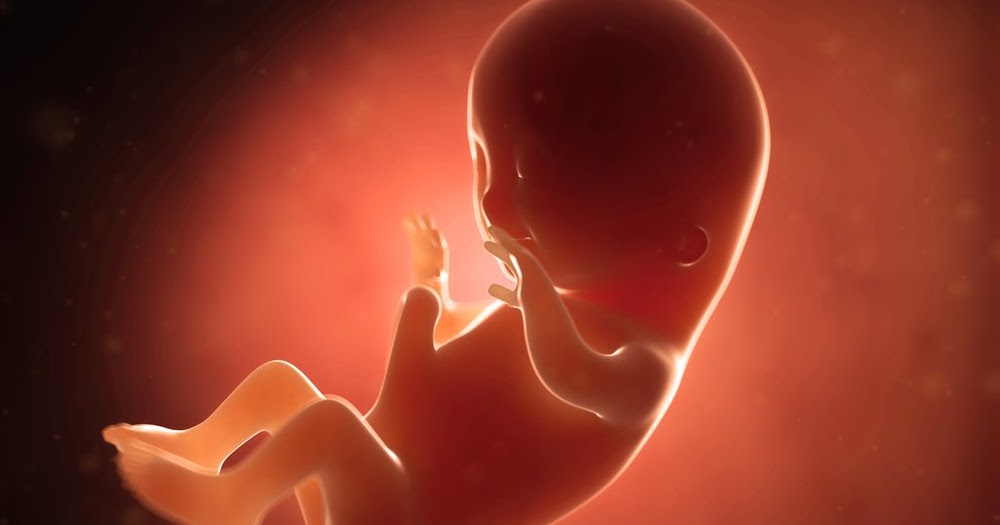 Tahap Perkembangan Janin Trimester Kedua Kehamilan Hamil Sehat