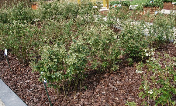 Glossy Abelia Featuring New Plants Every Day
