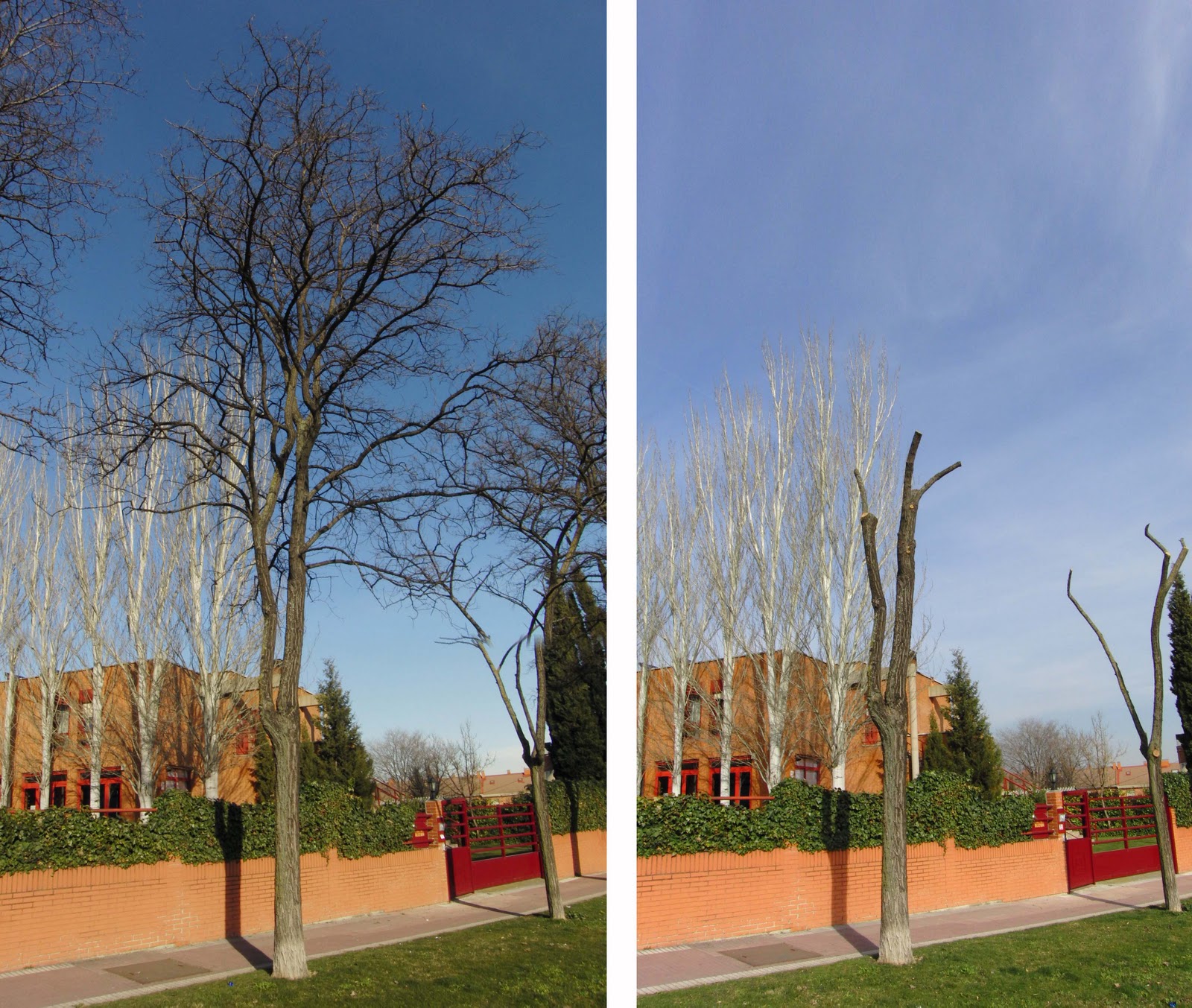 El observador de la Jardinería Urbana: Árboles mutilados en Getafe I.