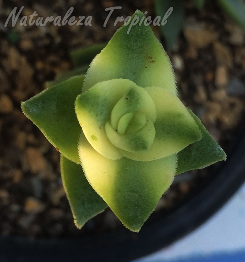 Vista superior de la planta suculenta Crassula perforata (variegada)