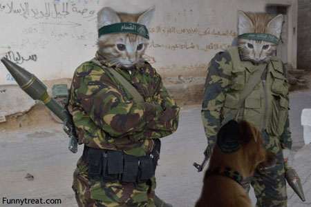 a.aaa-Super-cats-with-guns-and-roc.jpg