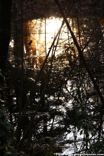 Mare, Forêt de Fontainebleau, (C) 2014 Greg Clouzeau