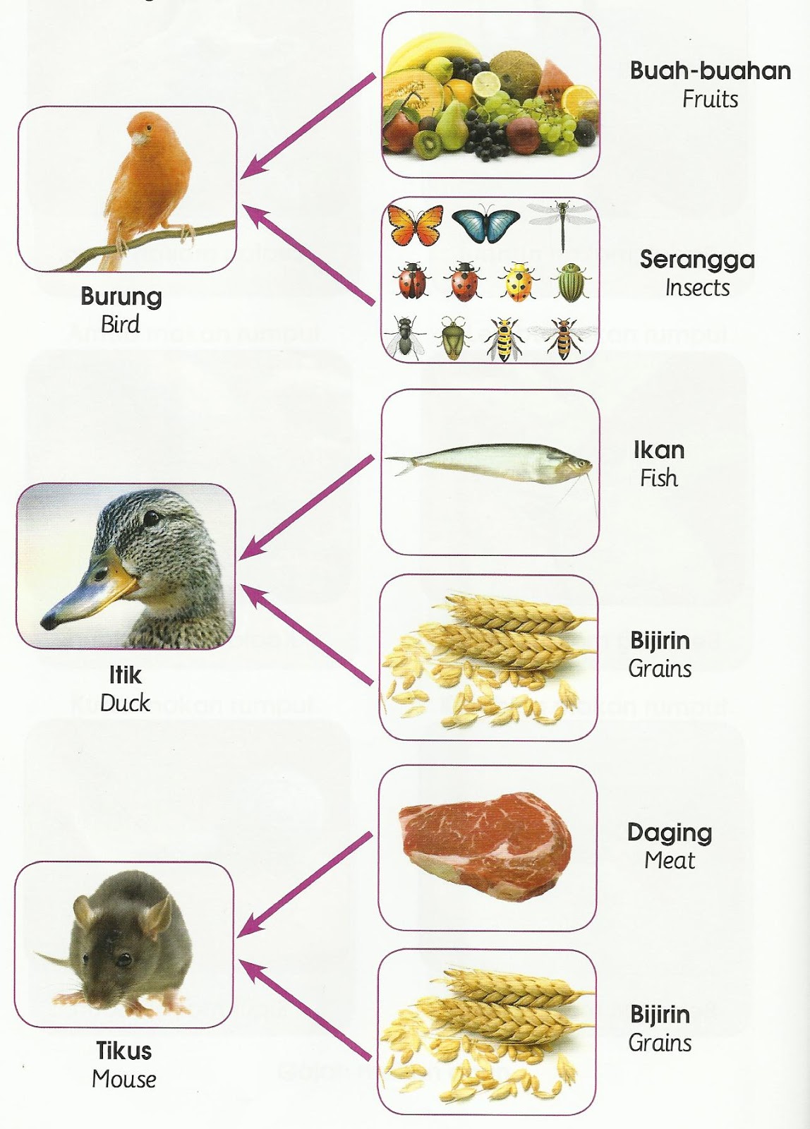 ANIMALS WORLD: DIFFERENT FOODS THAT ANIMALS EAT