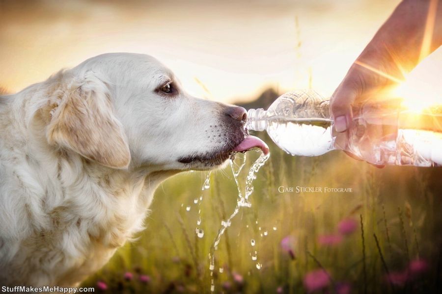 Excellent Animal Photography: Curiosity Dog in Colorful Pictures