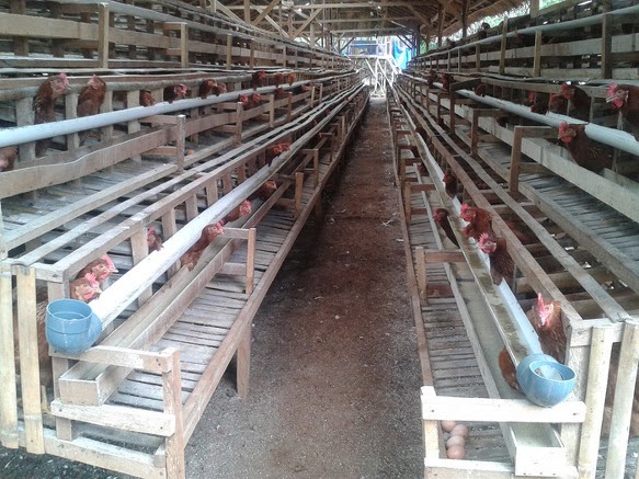 Budidaya Ayam Petelur: Kandang Ayam Petelur Murah Berkualitas