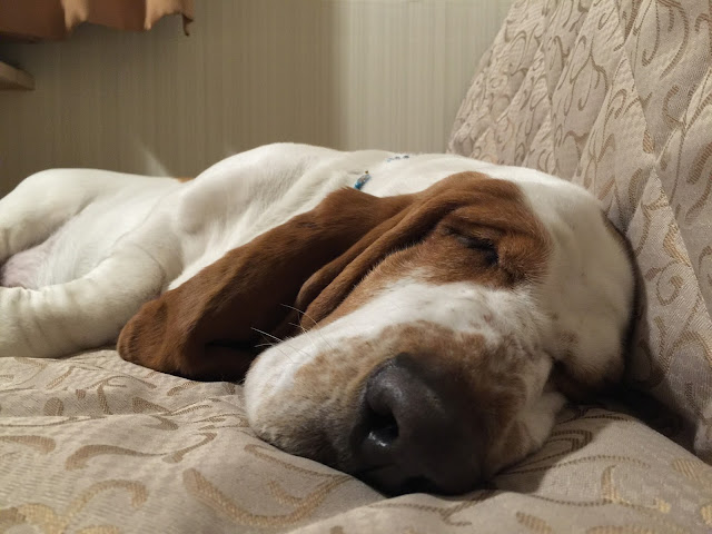 9 Rules Basset Hounds Have For You Sonderlives