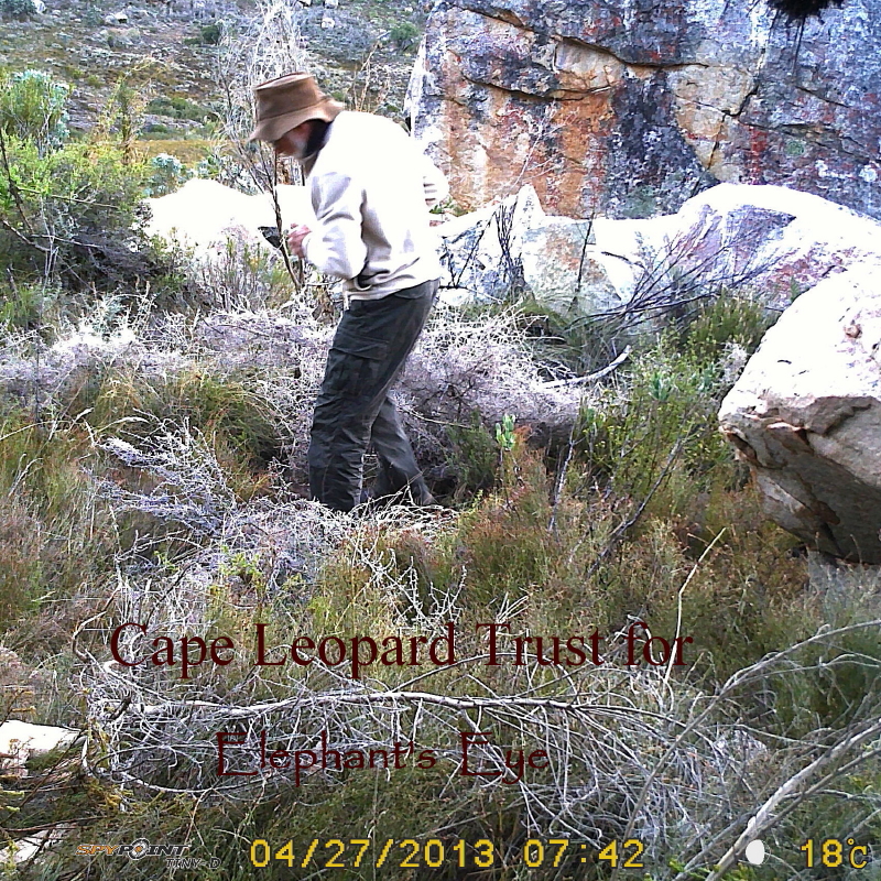 Elephant's Eye: Cape mountain leopard 3 hours later
