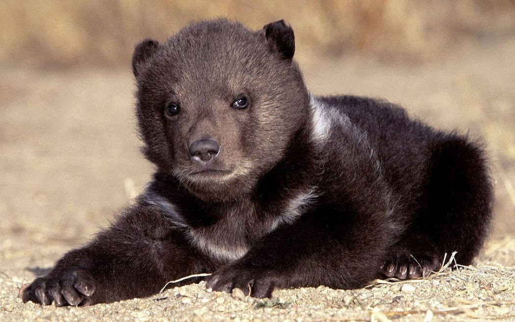 Bear Cub