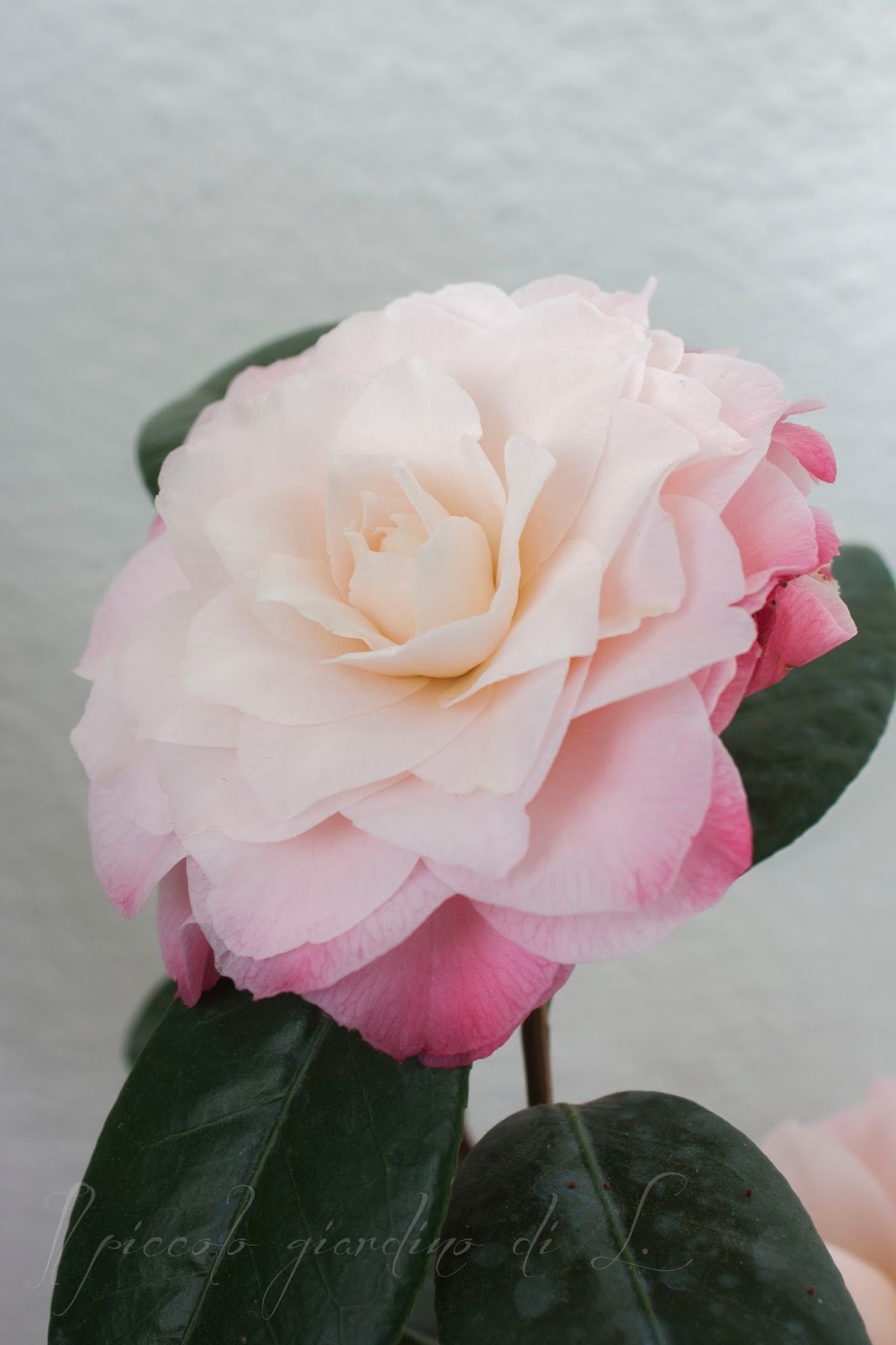 Organic Garden Dreams My White Camellias Are In Bloom