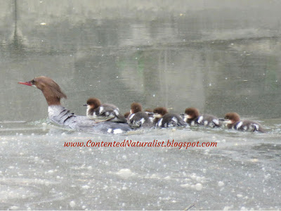 Female Common Merganser swims along with one spotted duckling on her back and six more paddling behind.