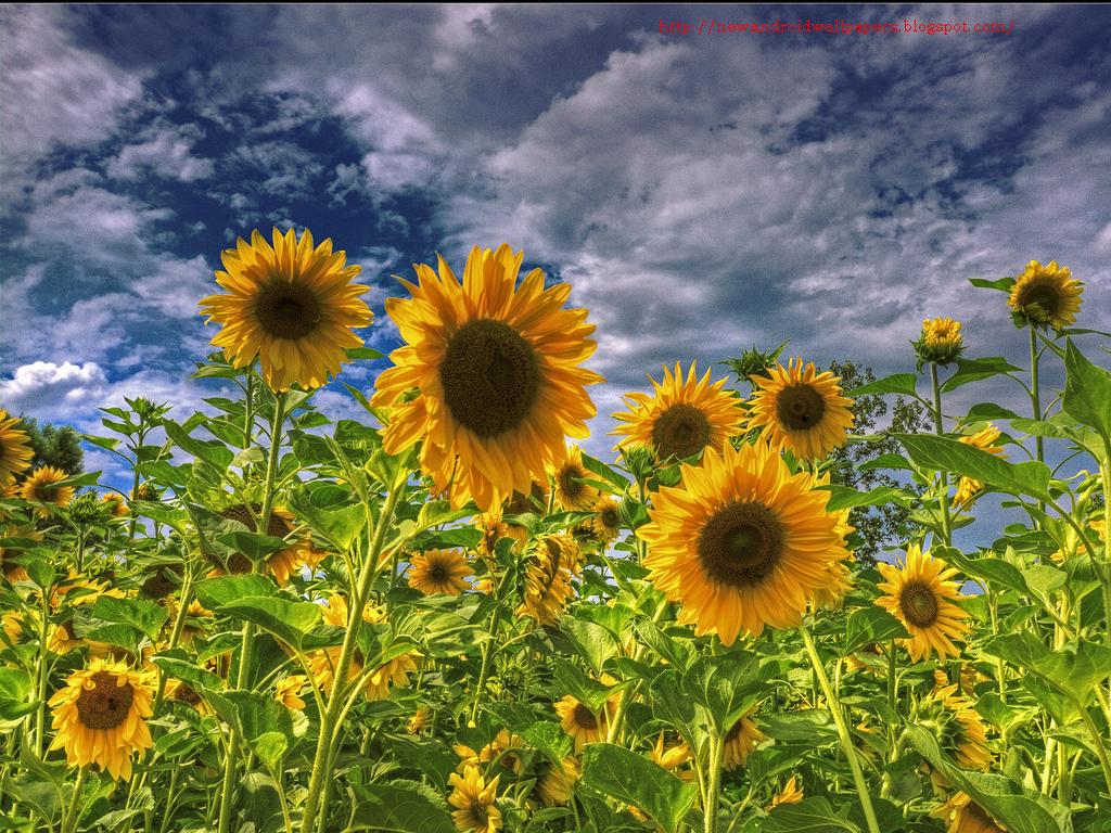 Beautiful Collection Of Sunflowers Wallpapers HD Free For ...