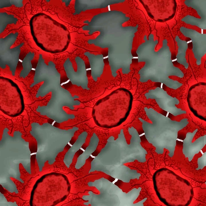 Stratum spinosum Prickle cell layer Functions of