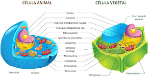 Células animal y vegetal