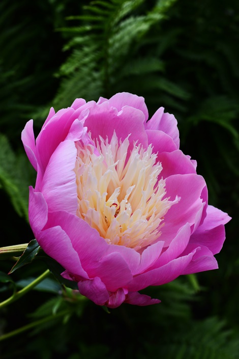 Пион дублин описание