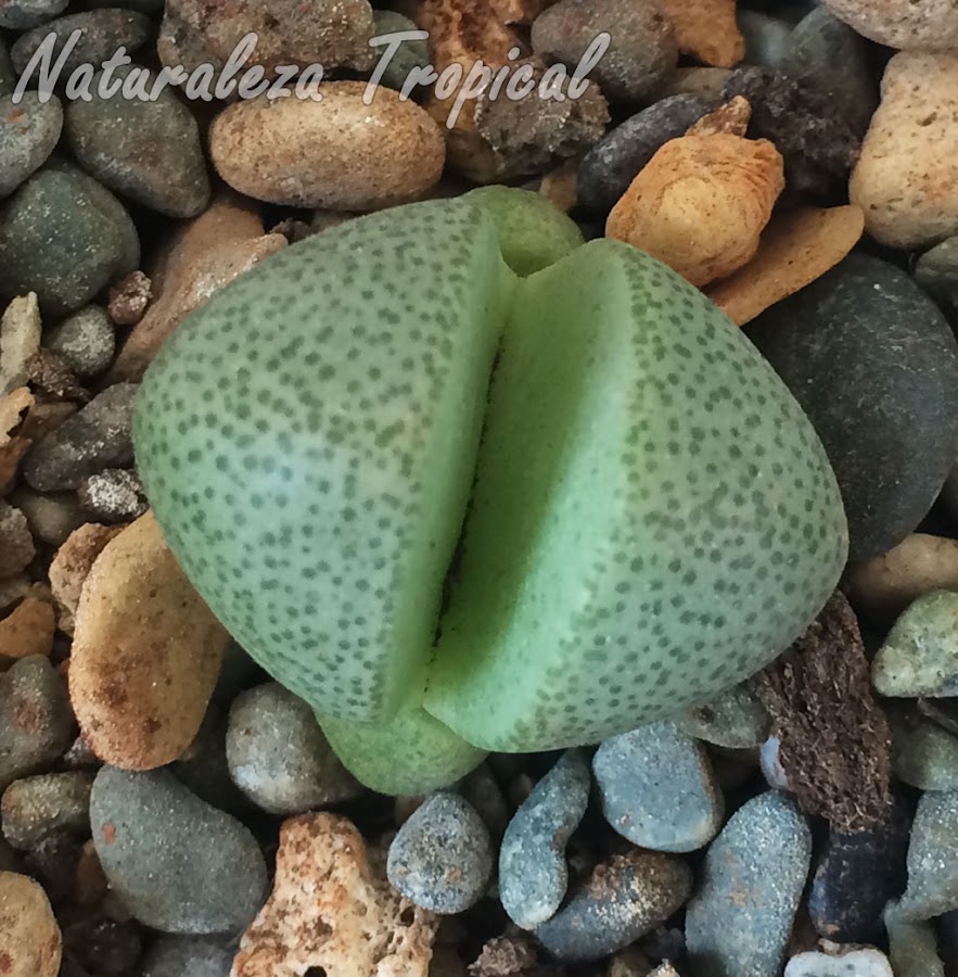Otra foto de la exótica planta suculenta Pleiospilos nelii