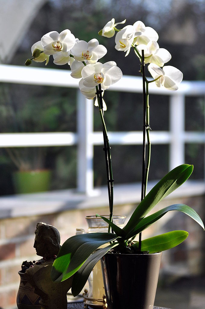 Grow and care Phalaenopsis amabilis orchid The Lovely Phalaenopsis