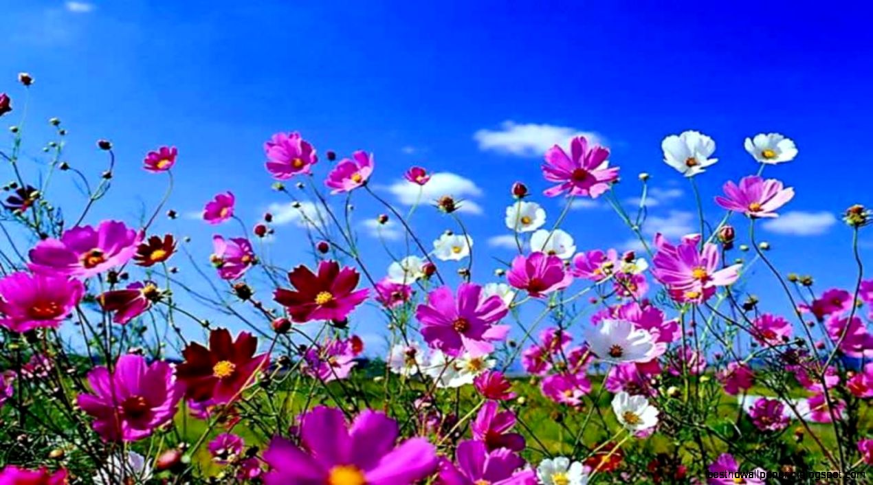 HD Spring Wallpapers For Desktop   Wallpaper Cave