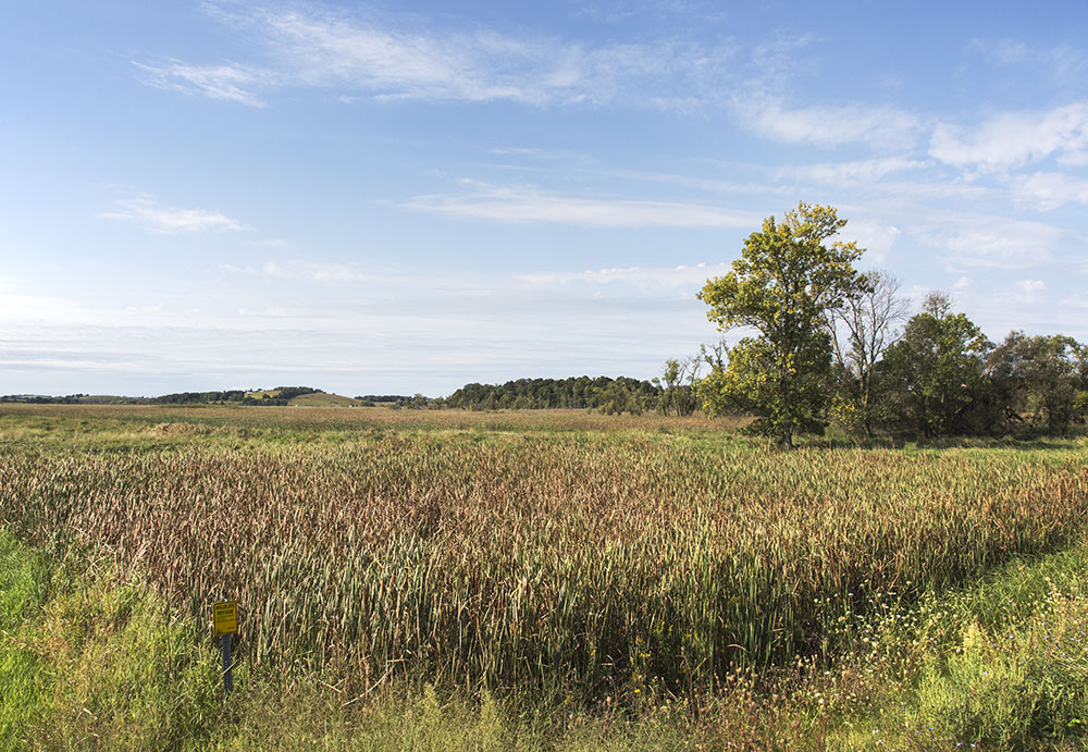 Urban Wilderness Edible wild plants A guided tour at Theresa Marsh
