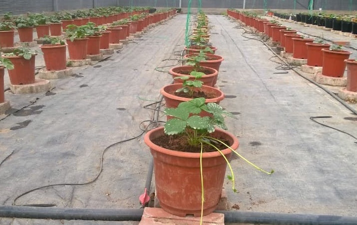 Hưng Nguyên Hội thảo đánh giá hiệu quả và bàn giải pháp nhân rộng mô hình  trồng dâu tây chịu nhiệt trên địa bàn huyện Hưng Nguyên