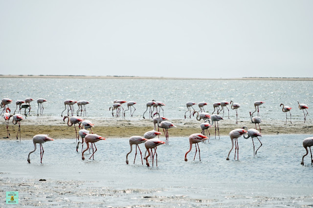 Flamencos en Walvis Bay (Namibia)