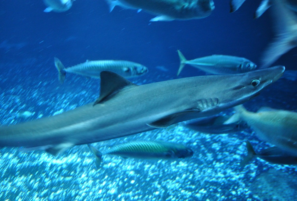 ZOOTOGRAFIANDO (6.100 ANIMALS) CAZÓN (Galeorhinus galeus)