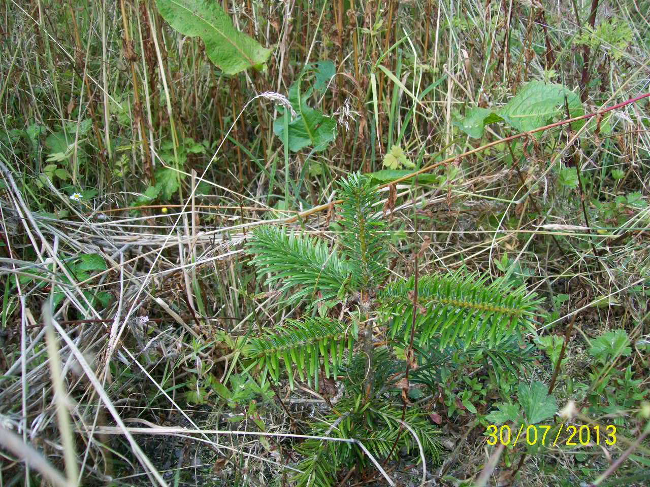Limerick Christmas Tree Centre August 2012 Planting Follow Up