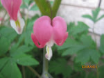 Bleeding Hearts