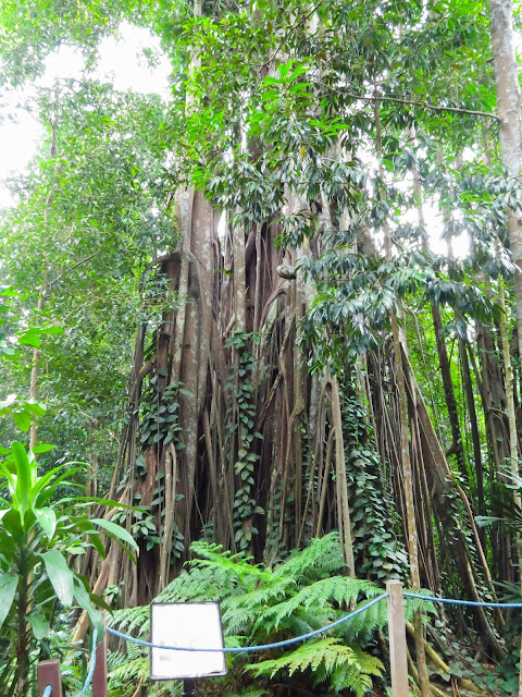Singapore Botanic Gardens