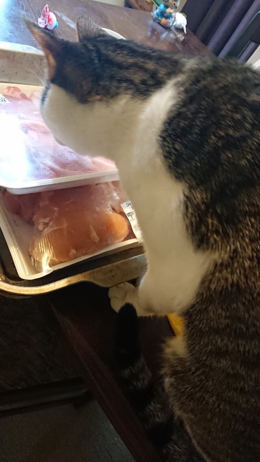 Jackie's Japan Journal Cats, Kittens, Colds and Felling Miserable