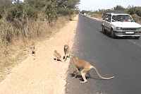 Sénégal-singes sur la route