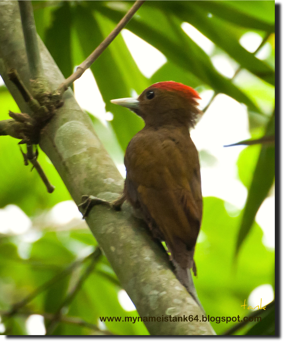Birds of Malaysia mynameistank64 Bamboo Woodpecker (Gecinulus viridis)