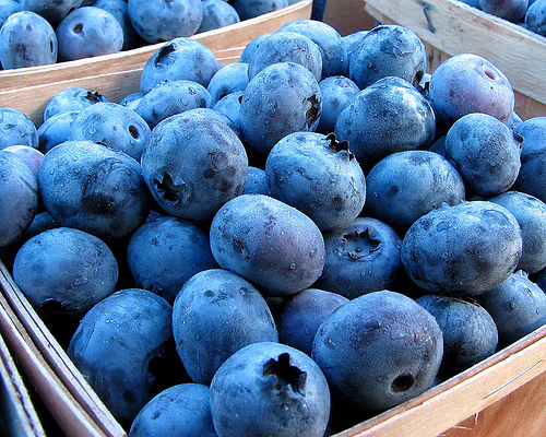 Blue Berries 40