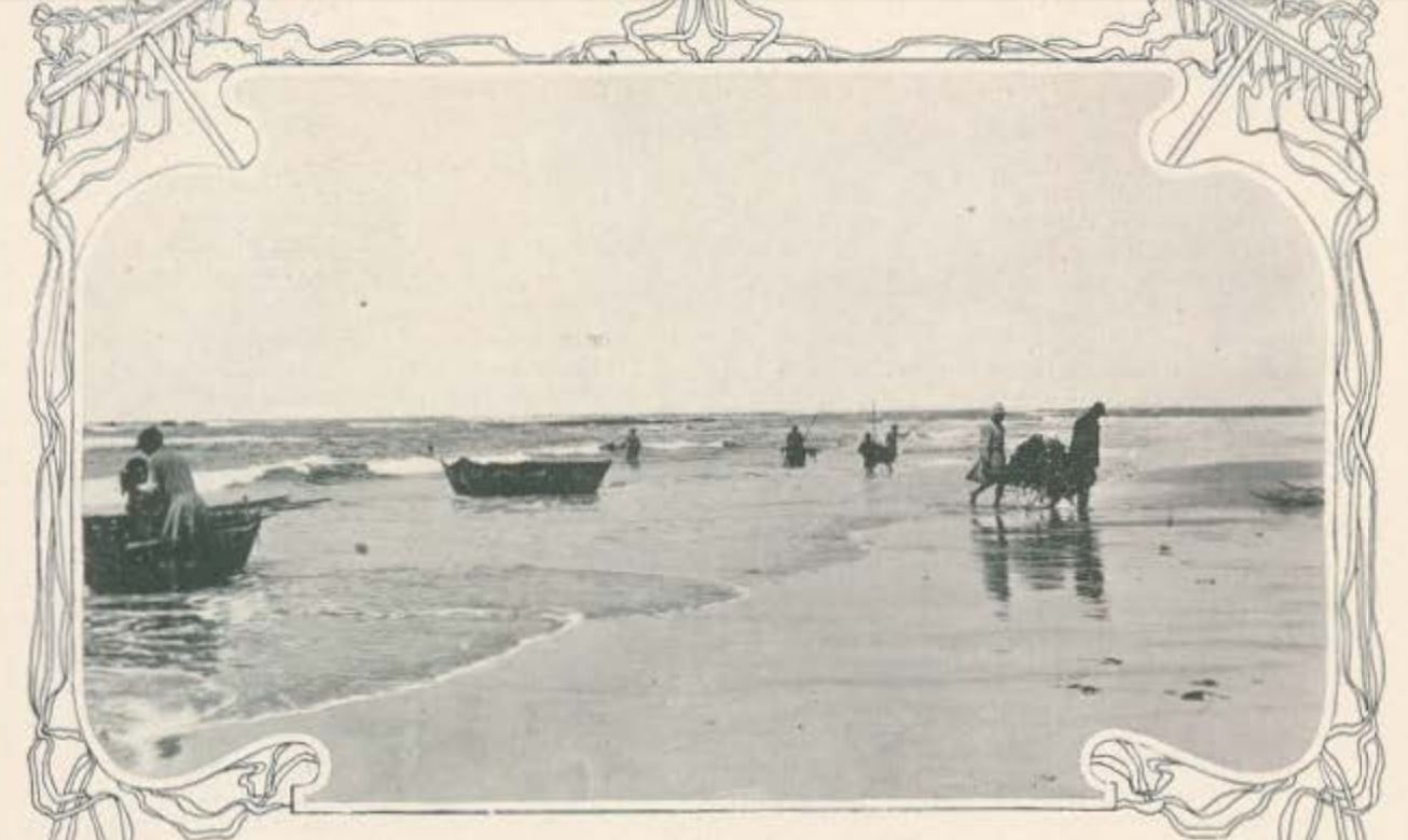 Apanha do Sargaço 1908