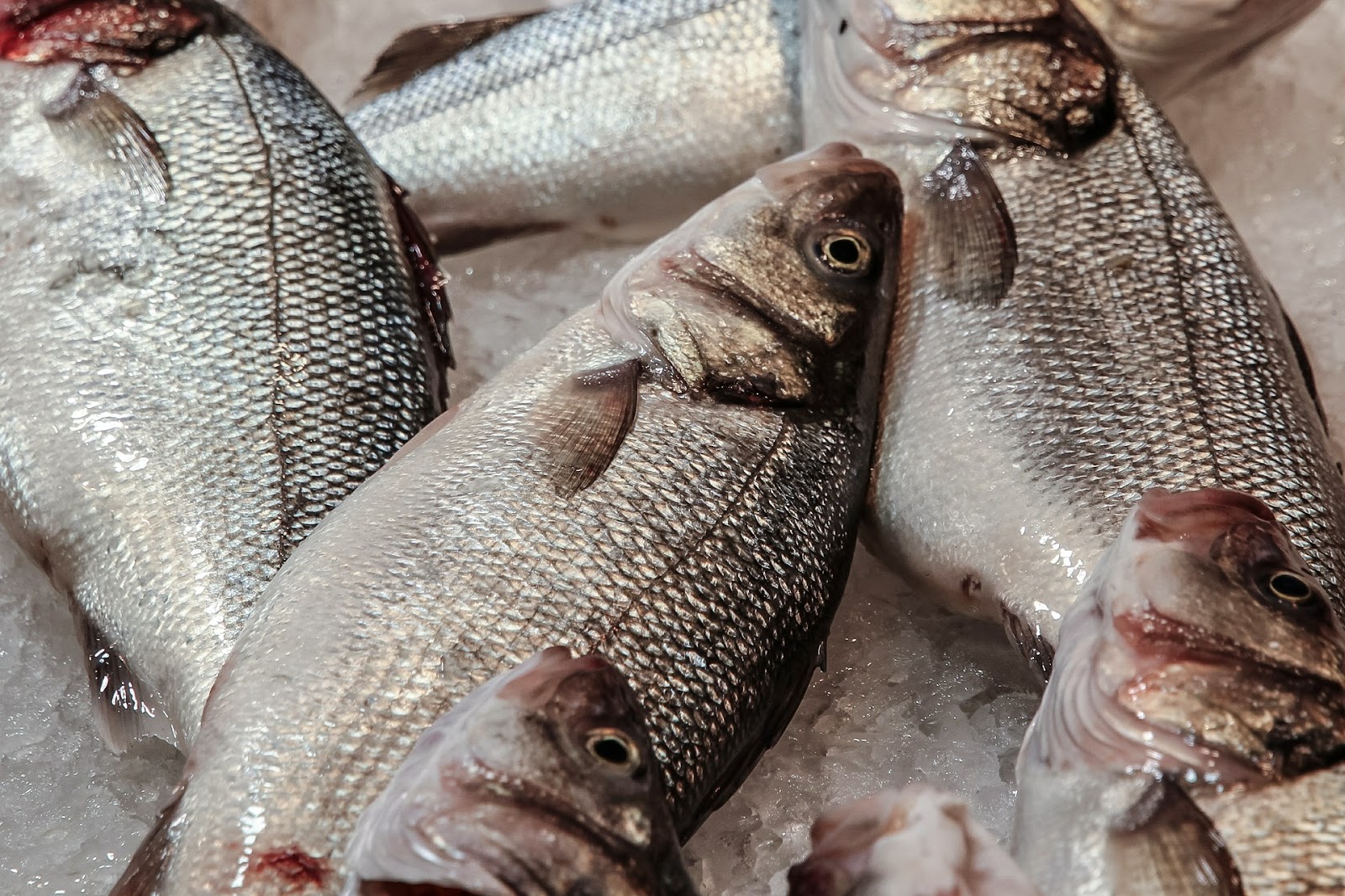 Πώς ξεχωρίζουμε τα φρέσκα από τα μπαγιάτικα ψάρια; 